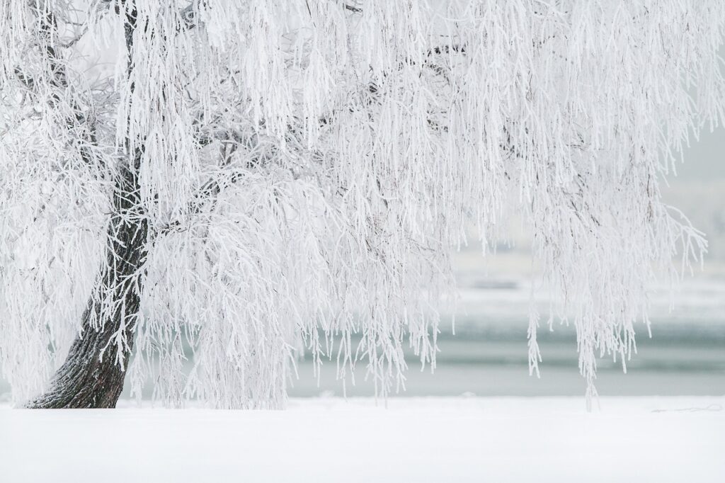 winter, tree, snow-1367153.jpg