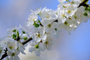 blossoms, flower wallpaper, white flowers-8647234.jpg