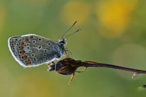 butterfly, bluish, nature background-8313010.jpg