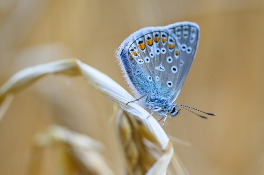 butterfly, common blue, insects-7366626.jpg