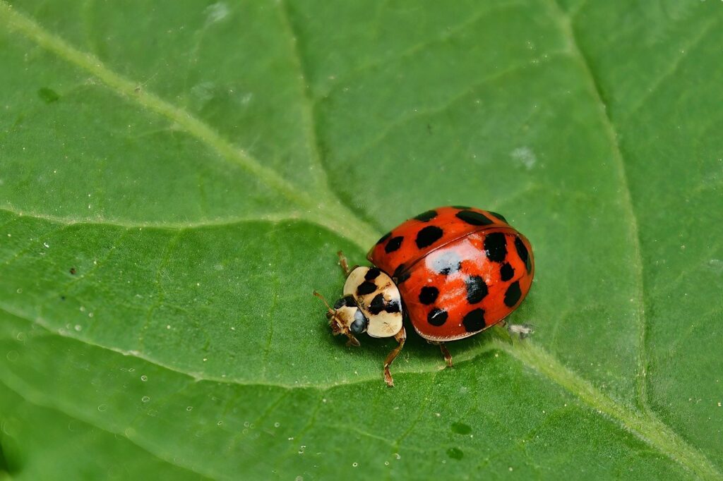 ladybug, nature, insect-8015502.jpg