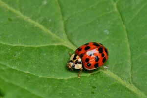 ladybug, nature, insect-8015502.jpg