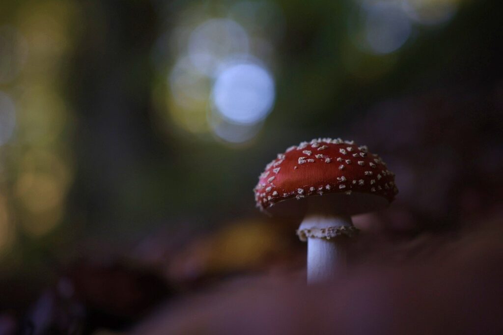 toadstool, mushroom, fall-7564167.jpg