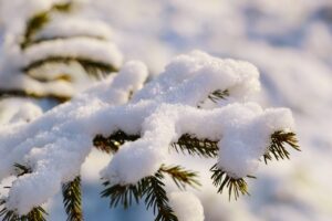 pine, sprig, frost, flora, snow, spruce, winter, snow, snow, snow, snow, nature, snow, winter-7648311.jpg