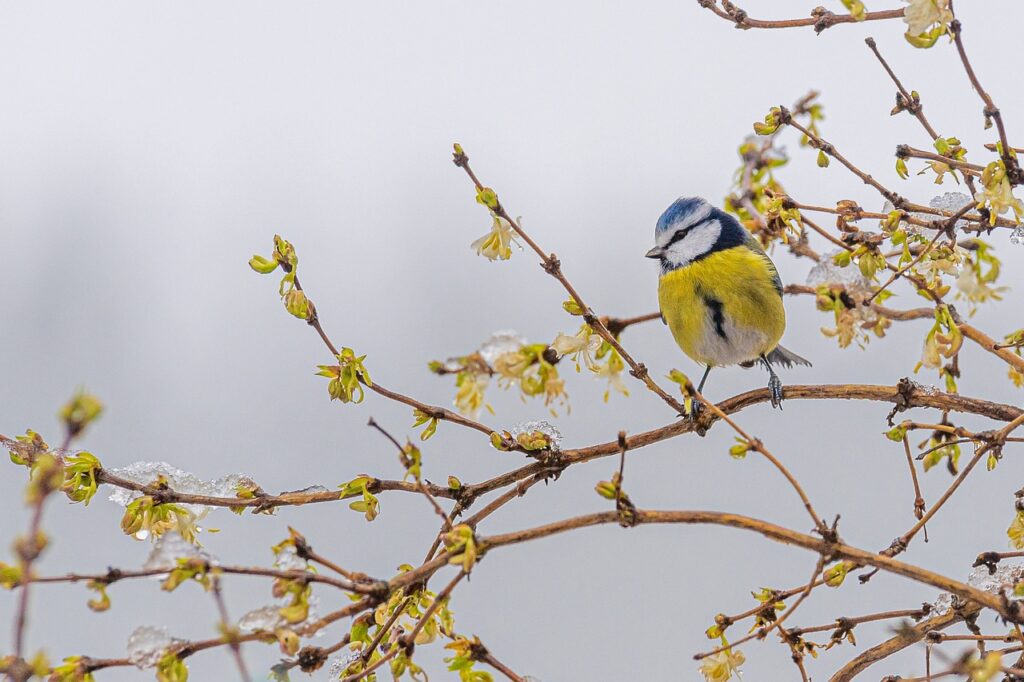 bird, blue tit, forsythia, bush, animal, winter, nature, forsythia, forsythia, winter, winter, winter, winter, winter-6862640.jpg