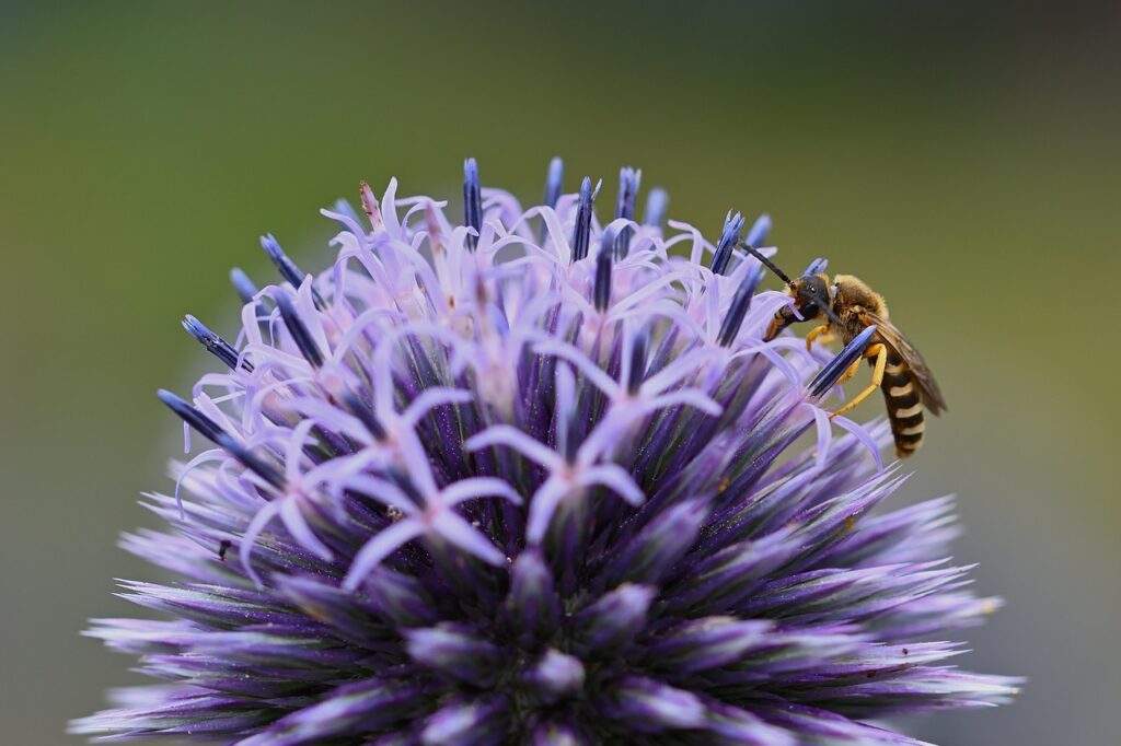 hover fly, insect, ball thistle, pollination, close up, blossom, bloom, summer, garden, nature, entomology, purple flower, close up, summer, summer, summer, summer, summer-8135298.jpg
