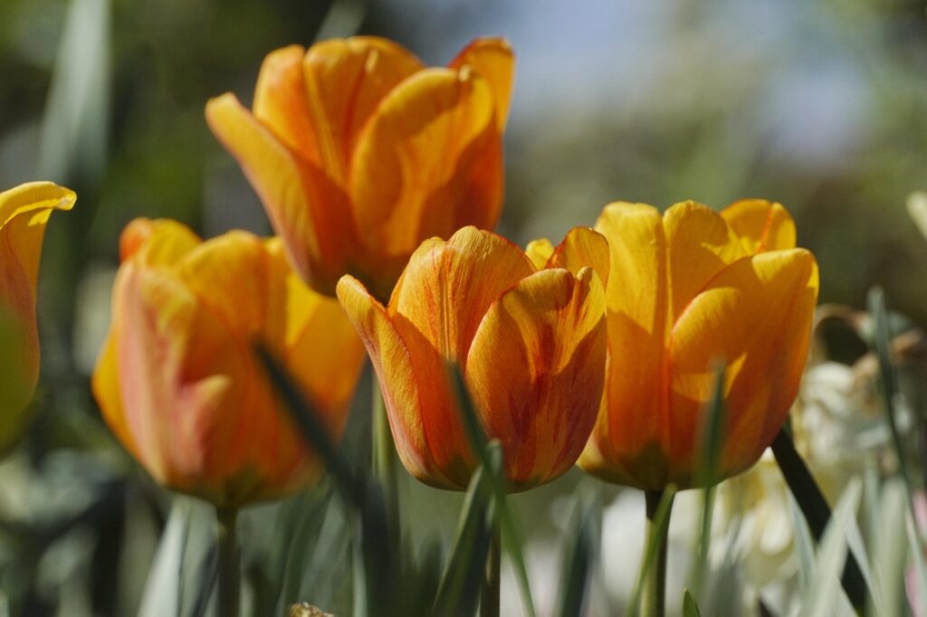 tulips, flowers, flower background, spring, orange flowers, petals, bloom, beautiful flowers, harbinger of spring, flower wallpaper, plants, nature-7964738.jpg