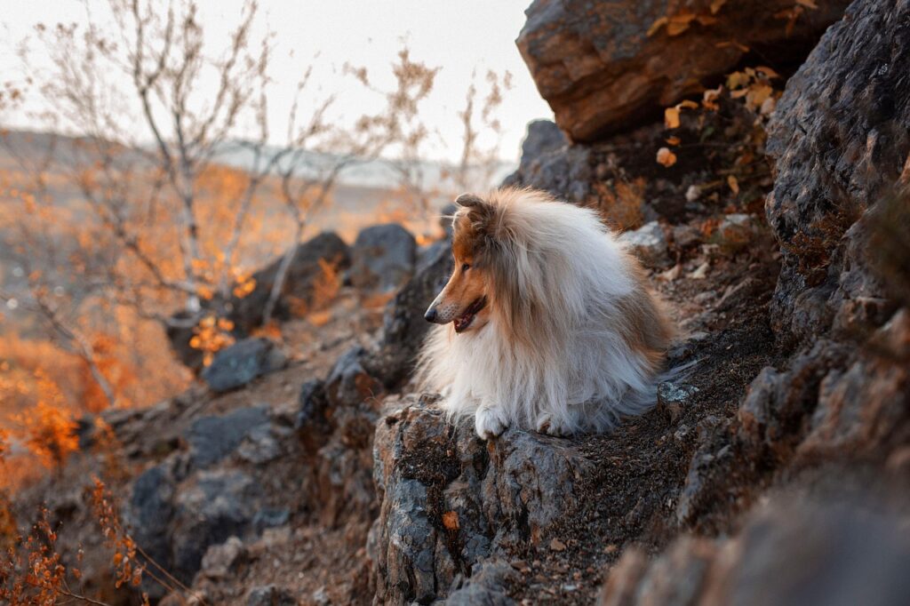 mountainside, dog, nature, pet, rough collie, animal, domestic dog, canine, mammal, cute, adorable, furry, portrait-5645487.jpg